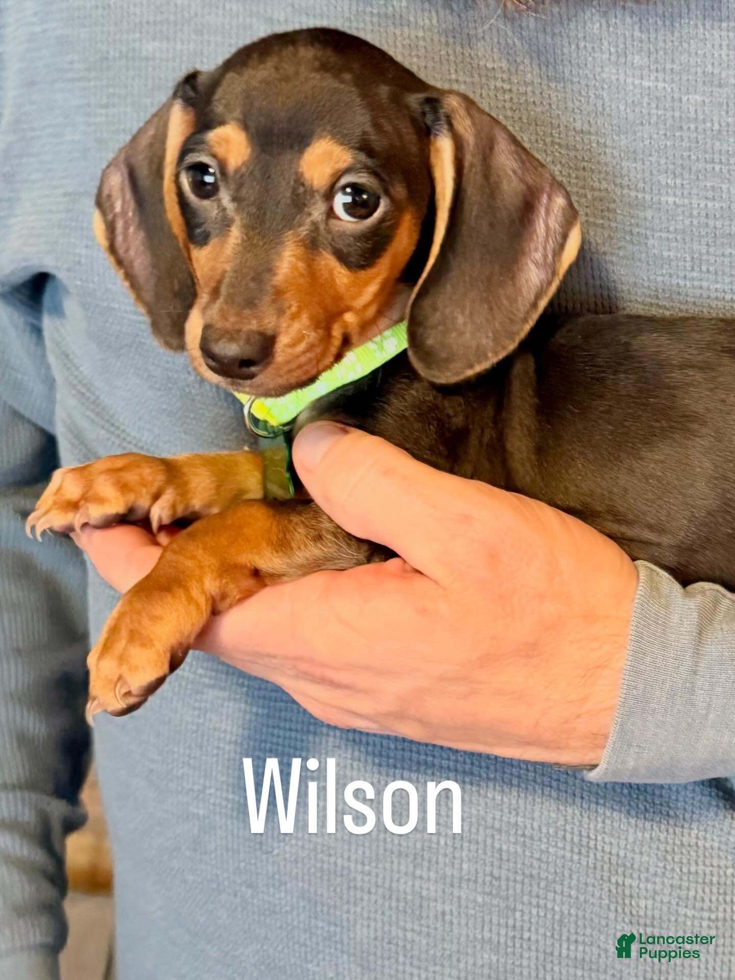 Miniature Dachshund dogs Miniature Dachshund Puppy 2 - Ad 1