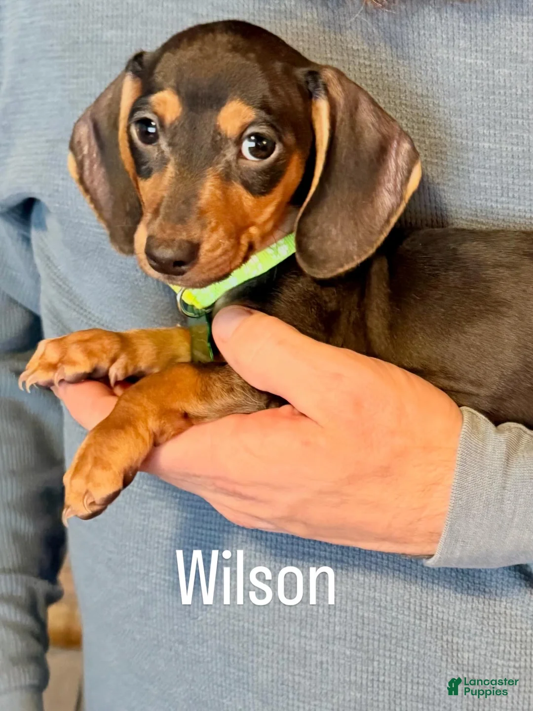 Miniature Dachshund dogs for sale: Miniature Dachshund Puppy 2 - Ad 1