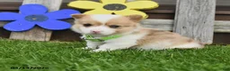 Welsh Corgi Pembroke dogs for sale: Biscuit - Ad 1