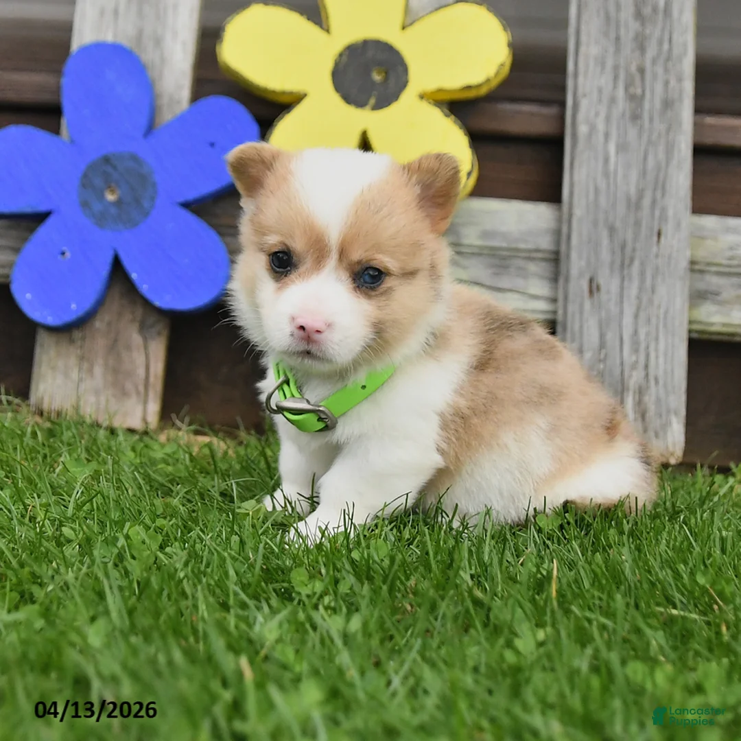 Welsh Corgi Pembroke dogs for sale: Biscuit - Ad 1