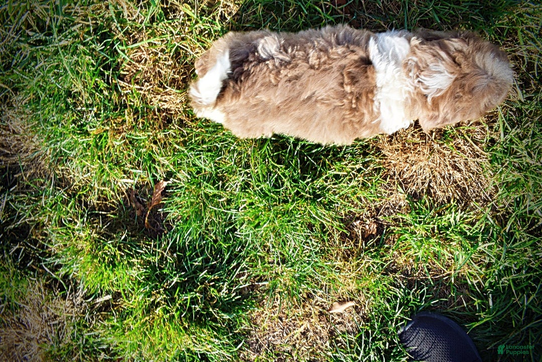 Havapoo dogs for sale: Patches - Ad 9