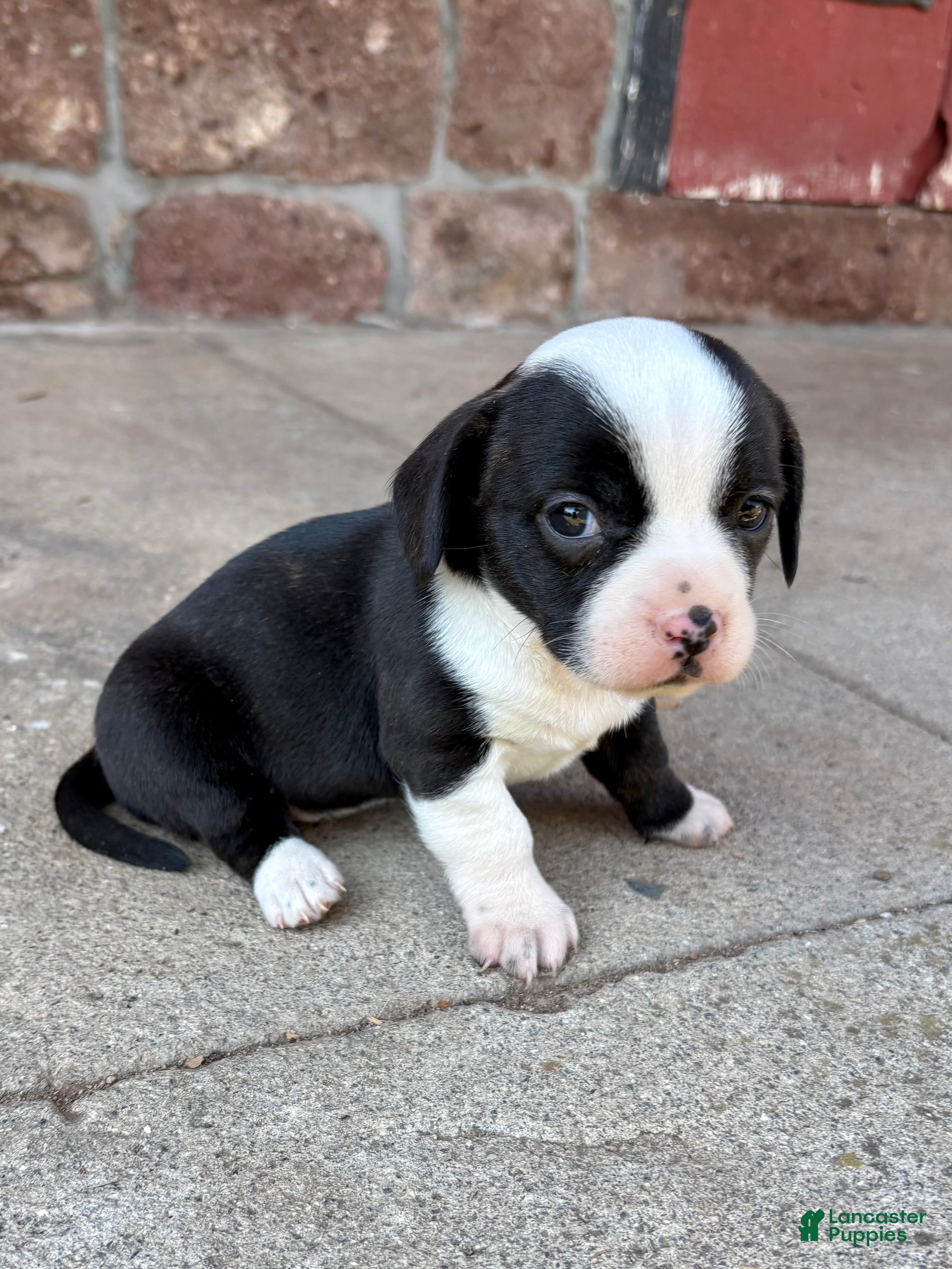 Mixed Breed dogs Mixed Breed Puppy 2 - Ad 40