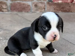 Mixed Breed dogs Mixed Breed Puppy 2 - Ad 2