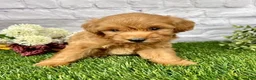 Mini Goldendoodle dogs for sale: Oliver Mini Goldendoodle  - Ad 3