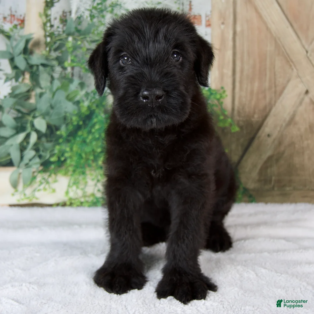 Giant Schnauzer dogs for sale: Kenny - Ad 1