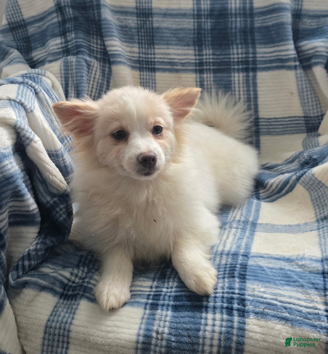 Pomeranian dogs for sale: Snow Bunny - Ad 6