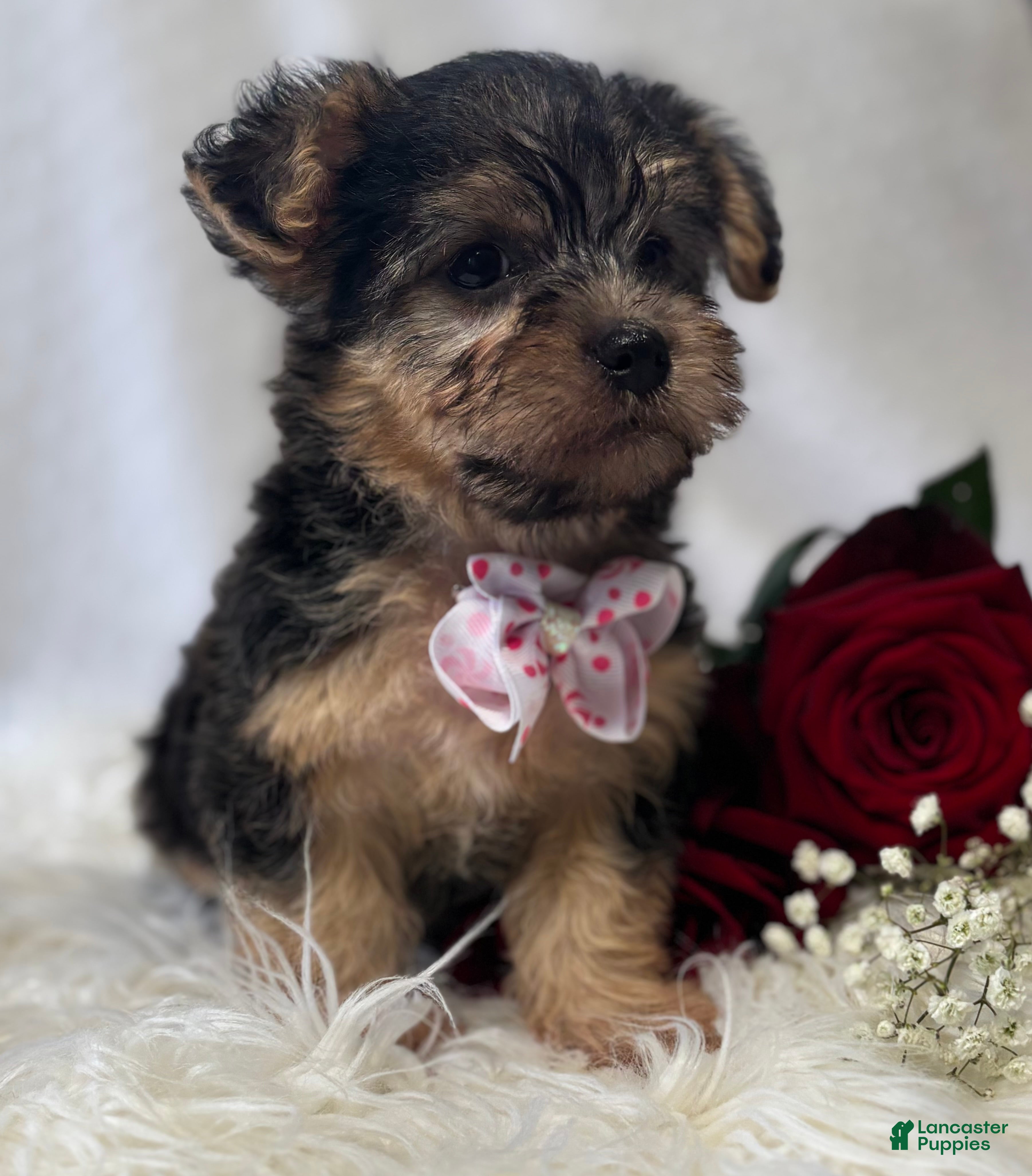 Morkie dogs Alexis - Ad 2