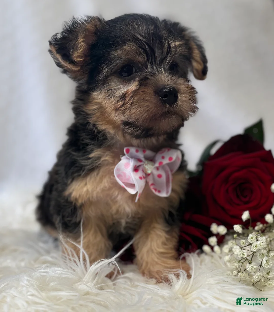 Morkie dogs for sale: Alexis - Ad 2