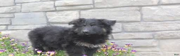 German Shepherd dogs for sale: Devon - Ad 3