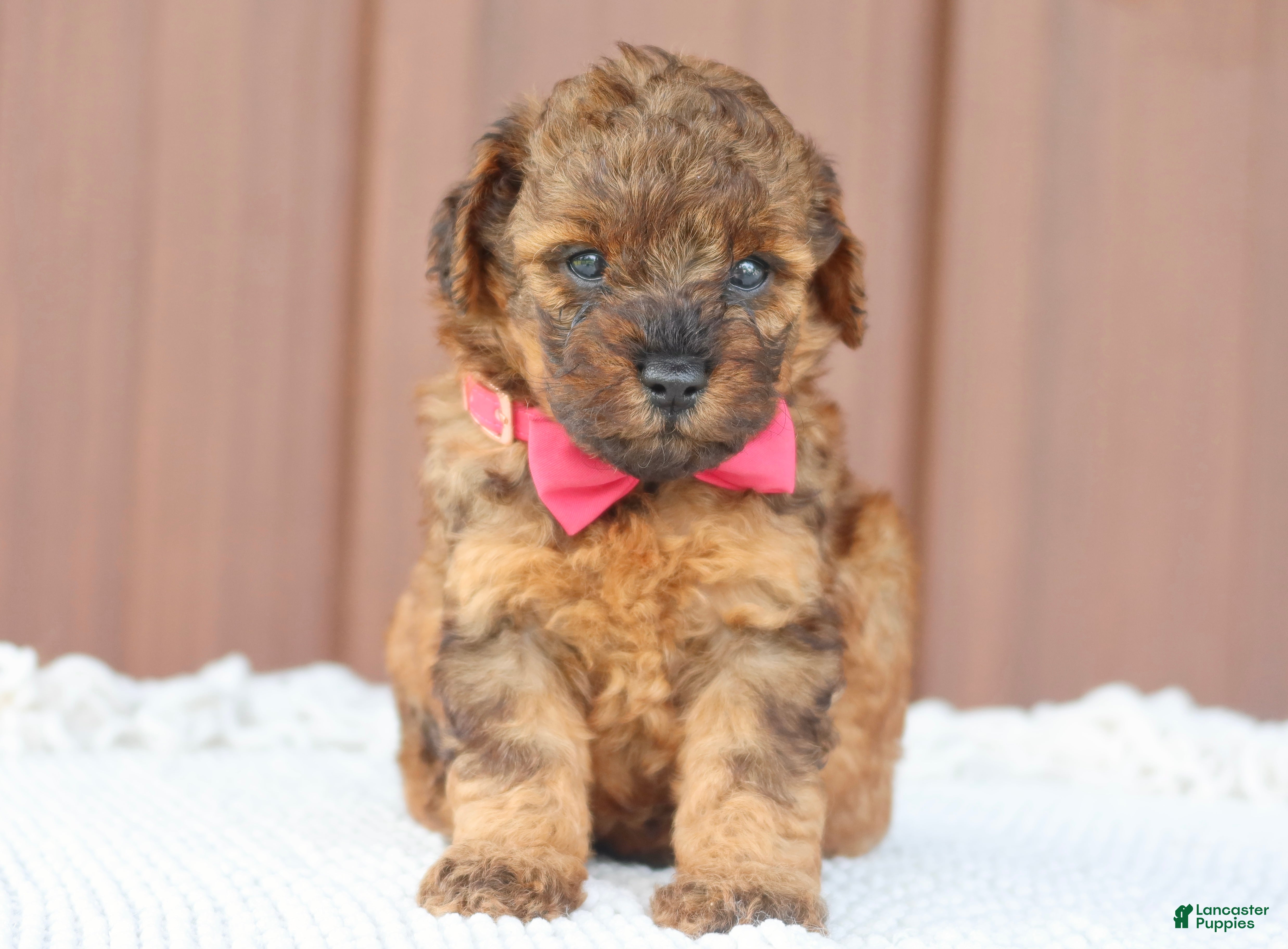 Toy Poodle dogs Amber - Ad 1