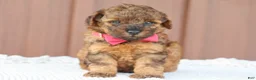 Toy Poodle dogs for sale: Amber - Ad 5