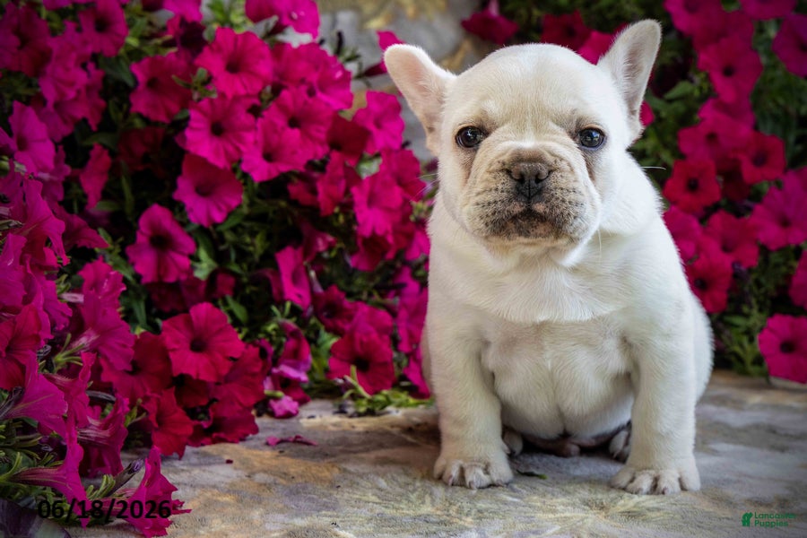 French Bulldog dogs Klondike - Ad 1
