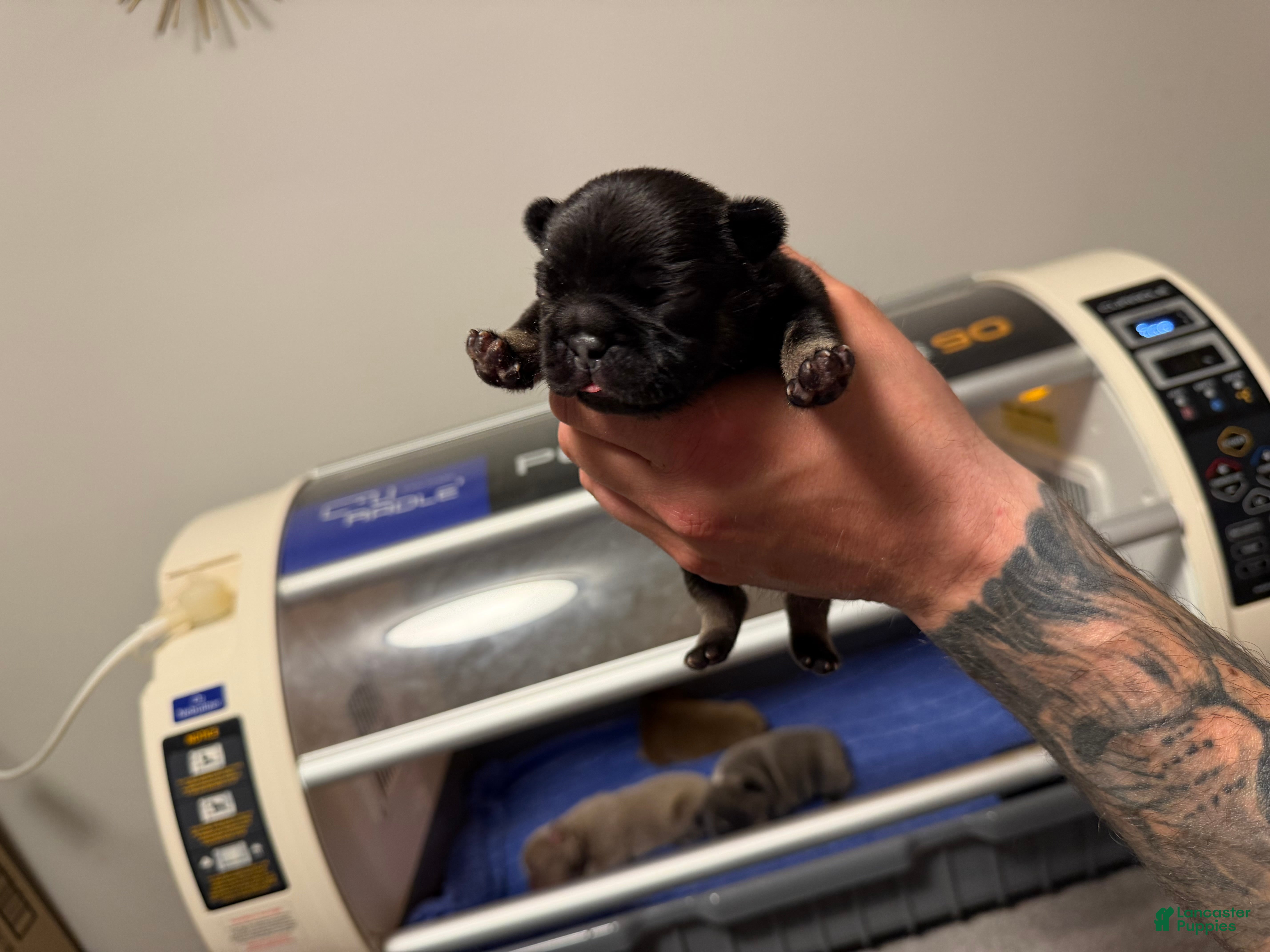 French Bulldog dogs Black - Ad 2