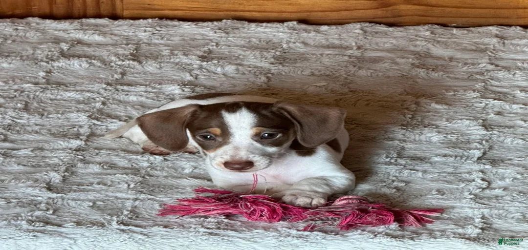 Gallery Image {{count}}