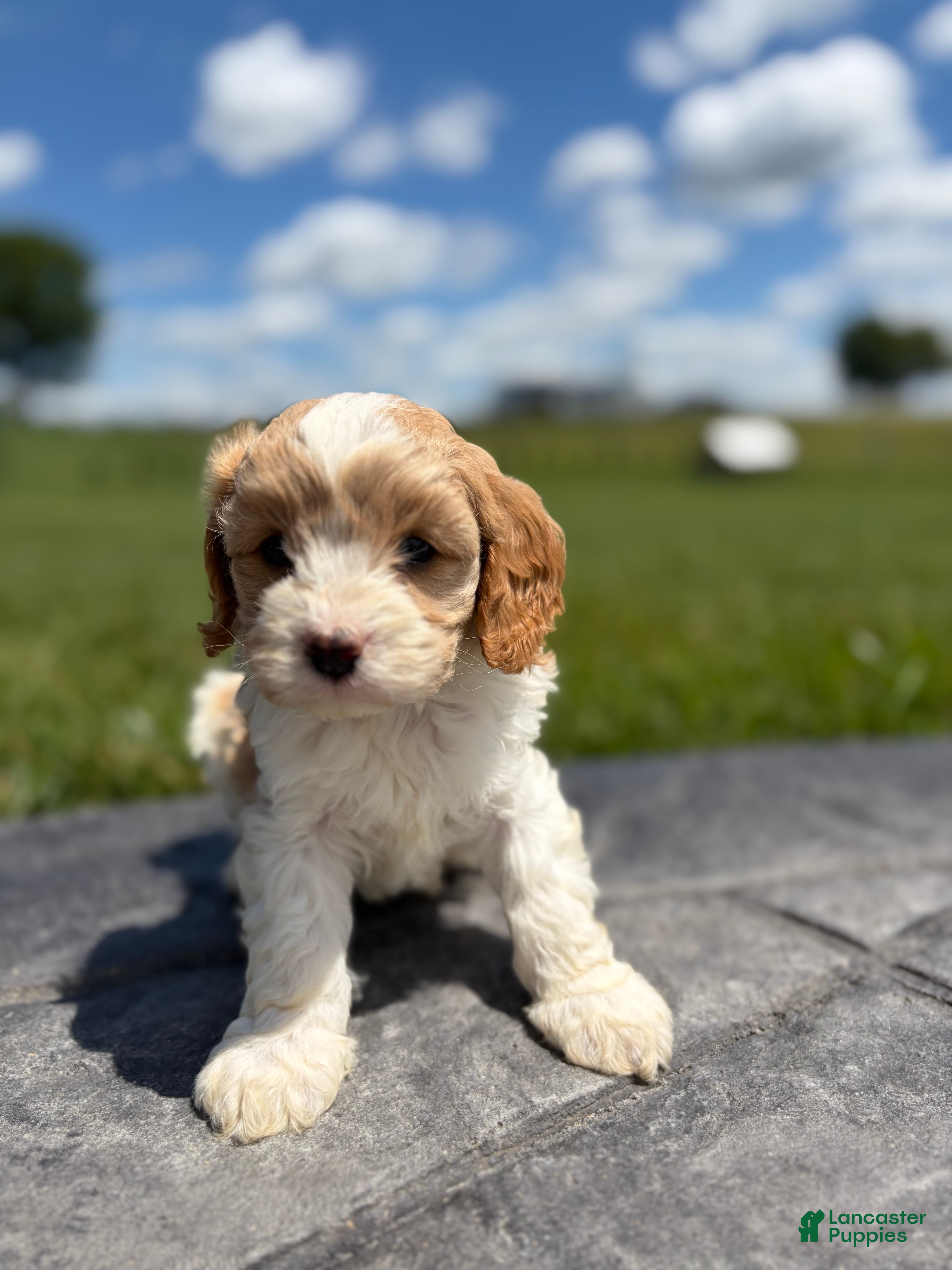 Cavapoo dogs Toby - Ad 1