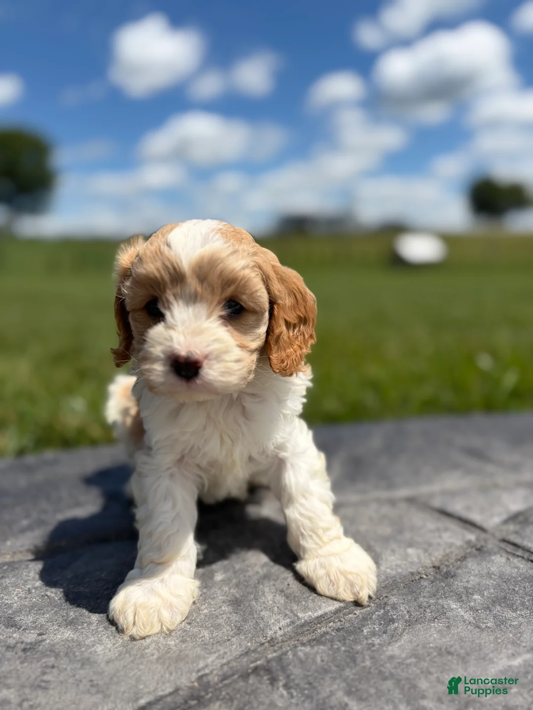 Cavapoo dogs for sale: Toby - Ad 1