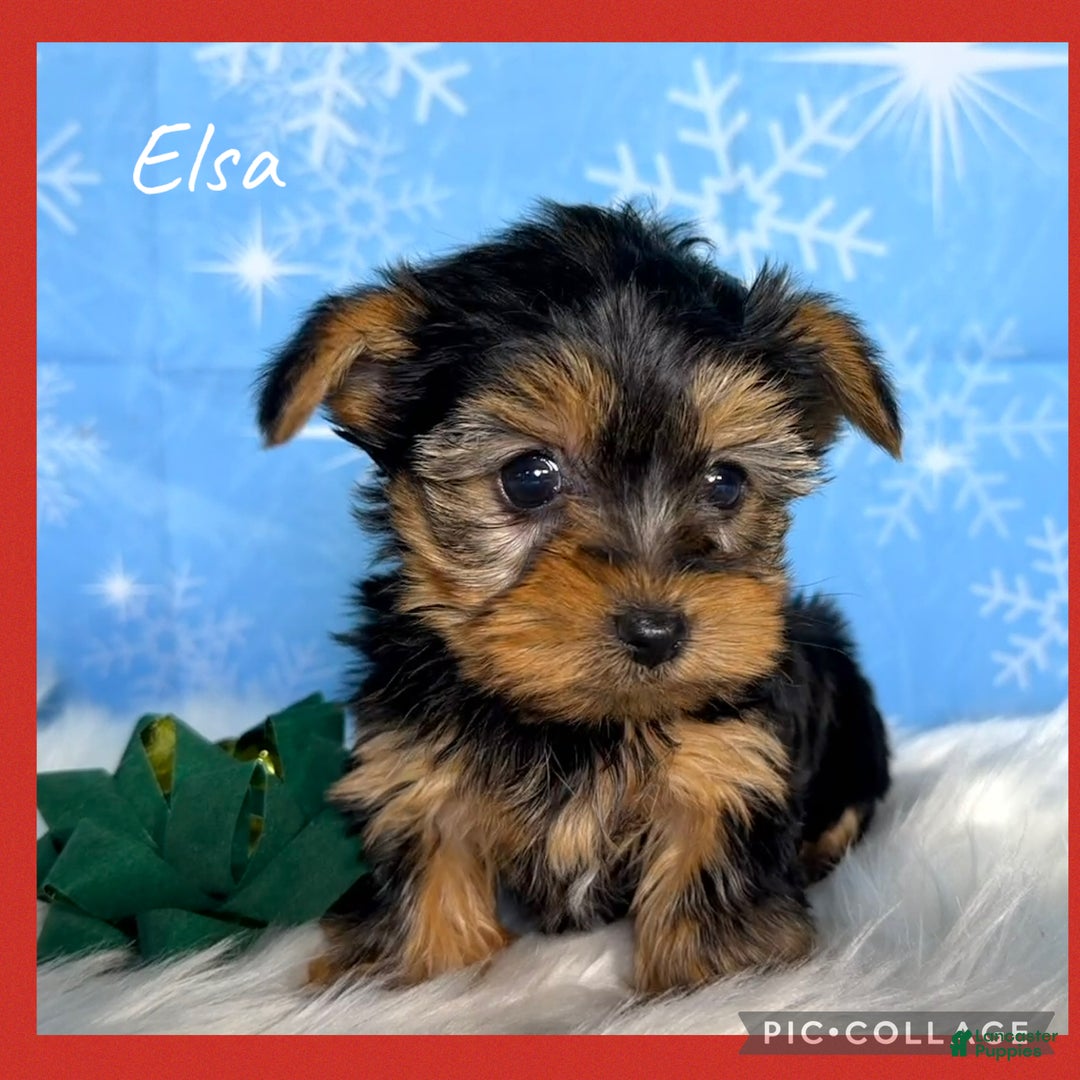 Yorkshire Terrier dogs for sale: Elsa - Ad 1