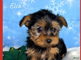 Yorkshire Terrier dogs Elsa - Ad 2