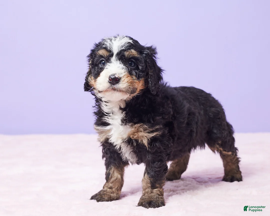 Mini Bernedoodle dogs for sale: Roscoe - Ad 9