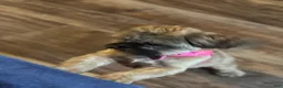 Shih Tzu dogs for sale: Shih Tzu Puppy 3 - Ad 5