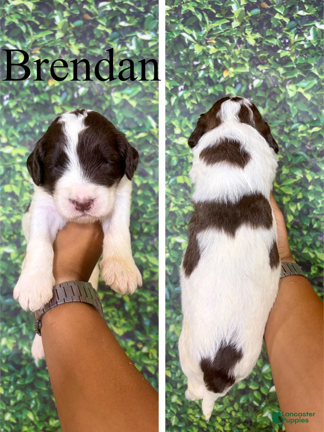 Saint Berdoodles dogs for sale: Brendan - Ad 1