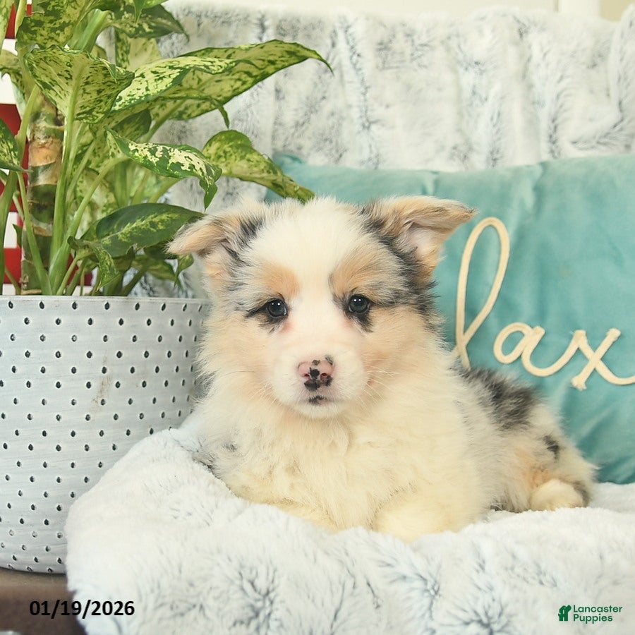 Welsh Corgi Pembroke dogs Hudson  - Ad 2