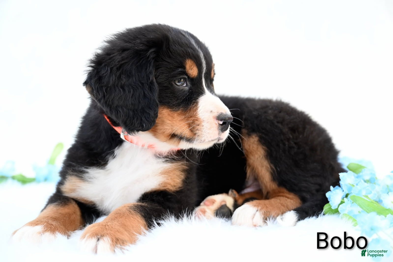 Bernese Mountain Dog dogs Bobo - Ad 2