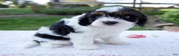 Cavapoo dogs for sale: Joey - Ad 4