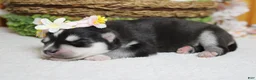Siberian Husky dogs for sale: Kira  - Ad 7