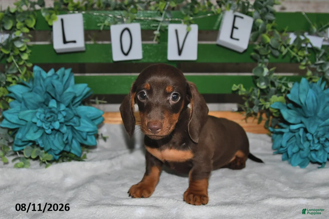 Miniature Dachshund dogs for sale: Jody - Ad 2