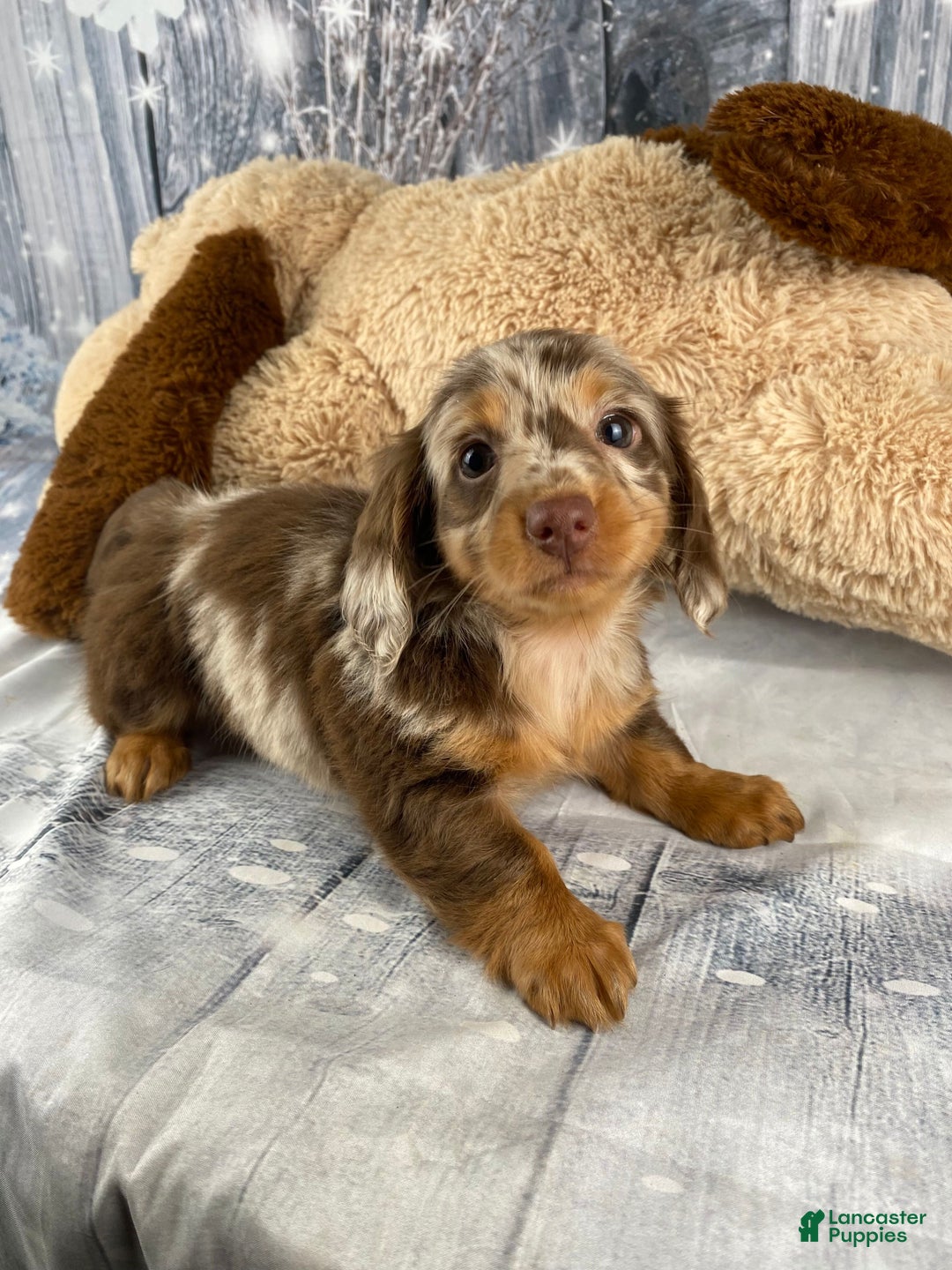 Miniature Dachshund dogs for sale: Raven - Ad 6
