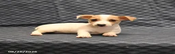 Jack Russell Terrier dogs for sale: Mikey - Ad 4