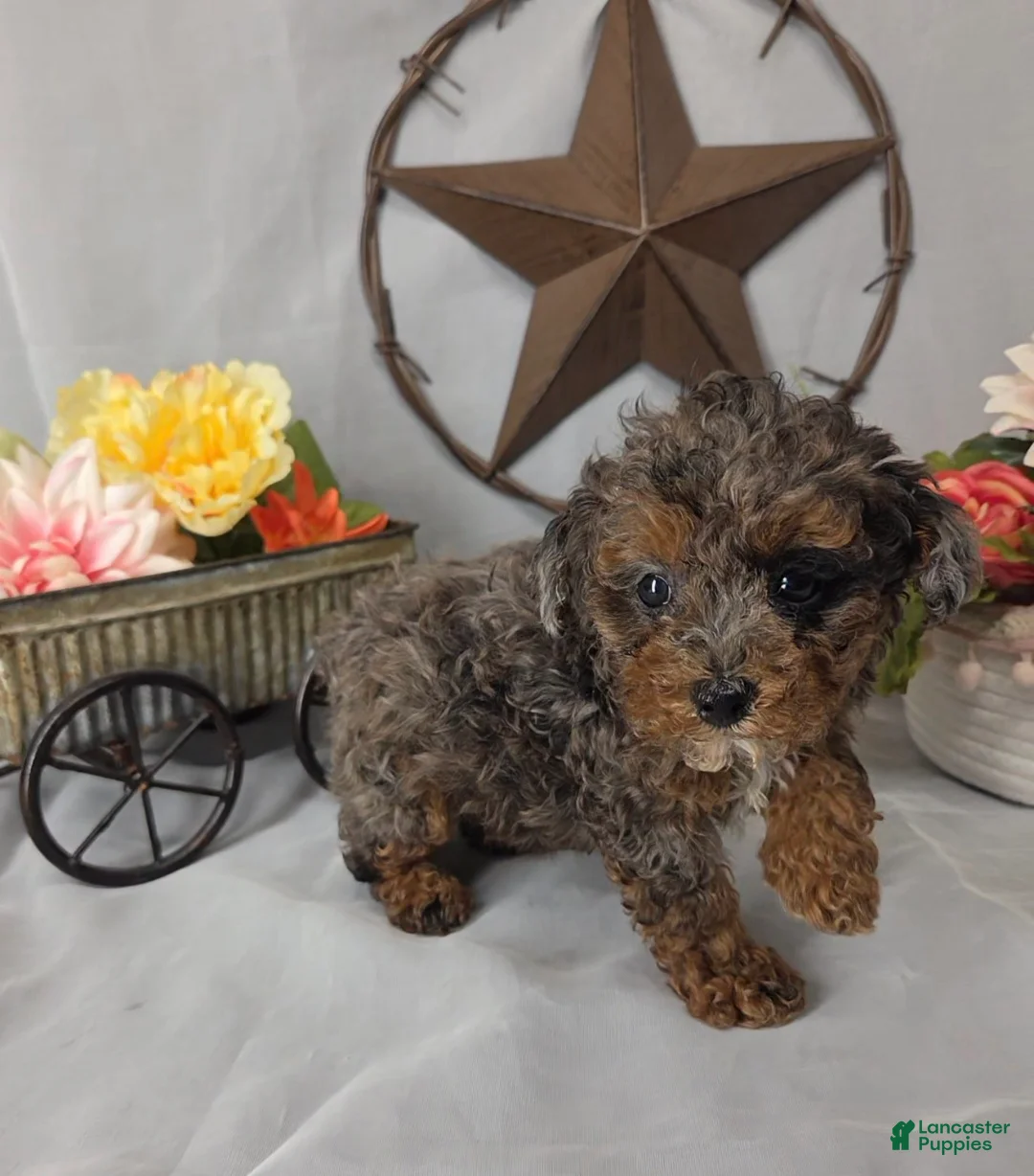 Miniature Poodle dogs for sale: Pearl - Ad 1