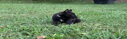 Belgian Malinois dogs for sale: Clark Kent (dark blue) - Ad 5