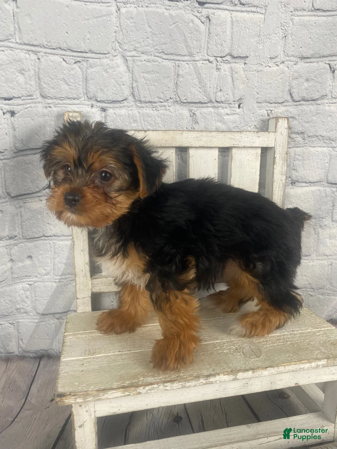 Yorkshire Terrier dogs for sale: Jess - Ad 2