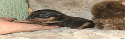 Miniature Pinscher dogs for sale: Clair black tan - Ad 5