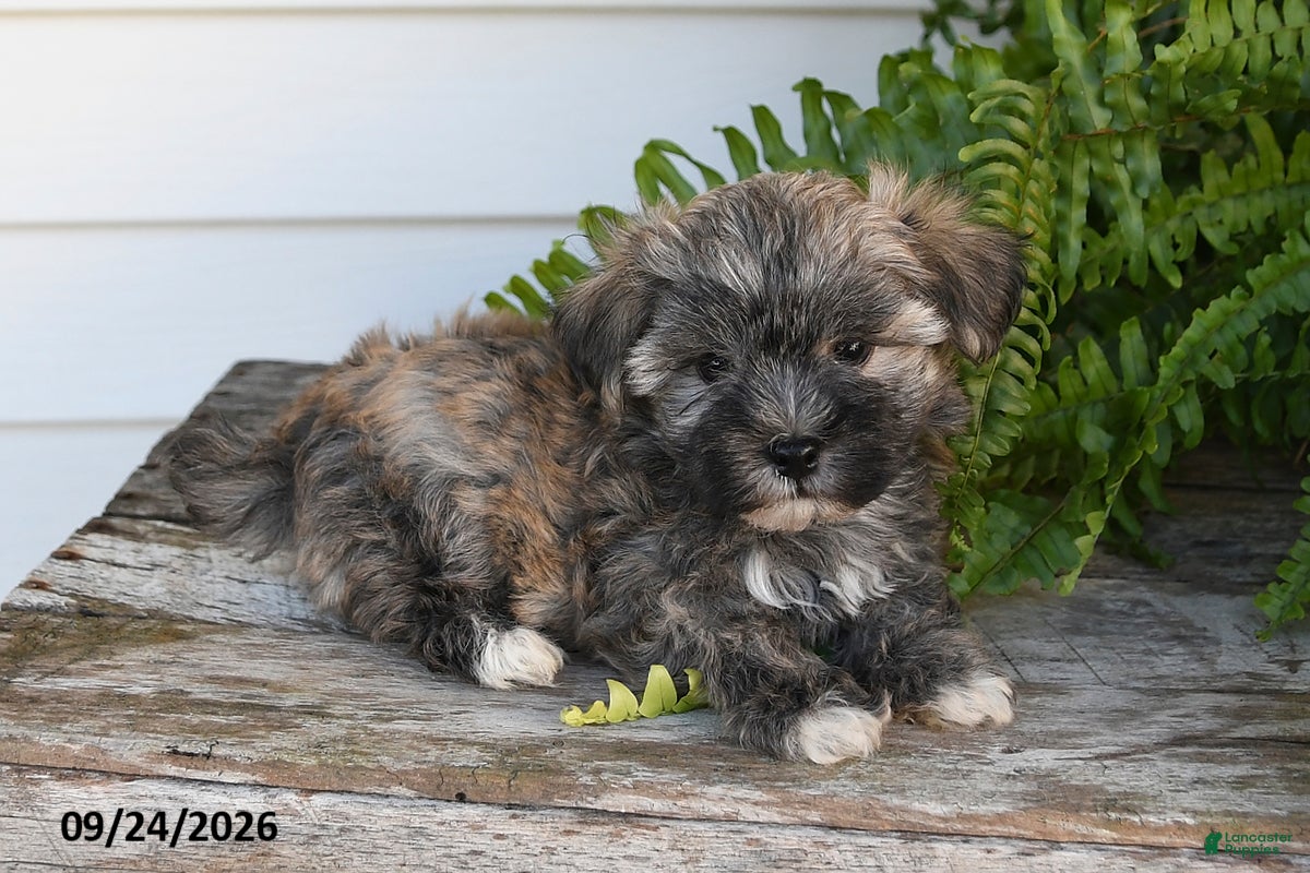 Morkie dogs Binky - Ad 2