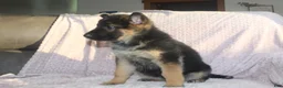 German Shepherd dogs for sale: Blake  - Ad 5