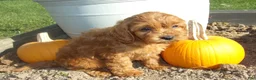 Cavapoo dogs for sale: RANGER - Ad 2