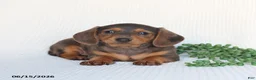 Miniature Dachshund dogs for sale: Dolly - Ad 4