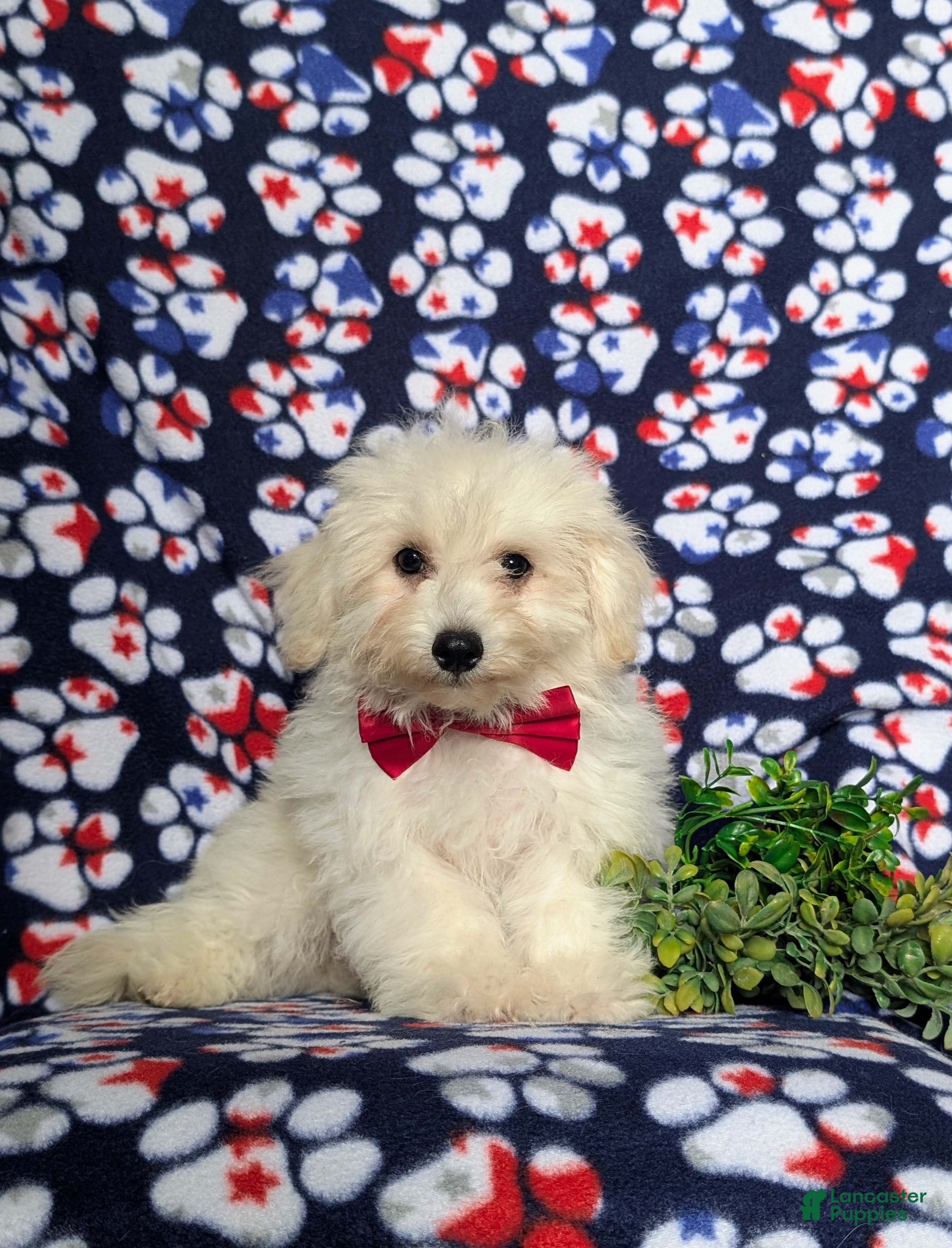 Bichon Frise dogs Barney - Ad 1
