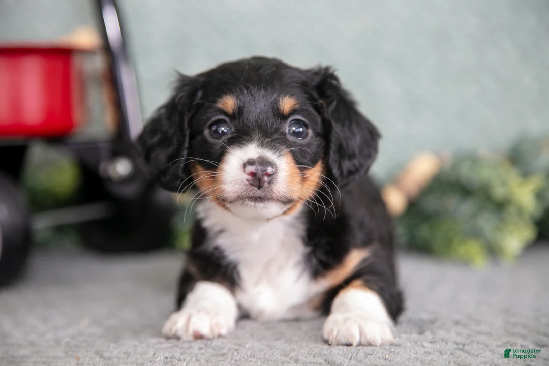 Miniature Dachshund dogs for sale: Betsy - Ad 3