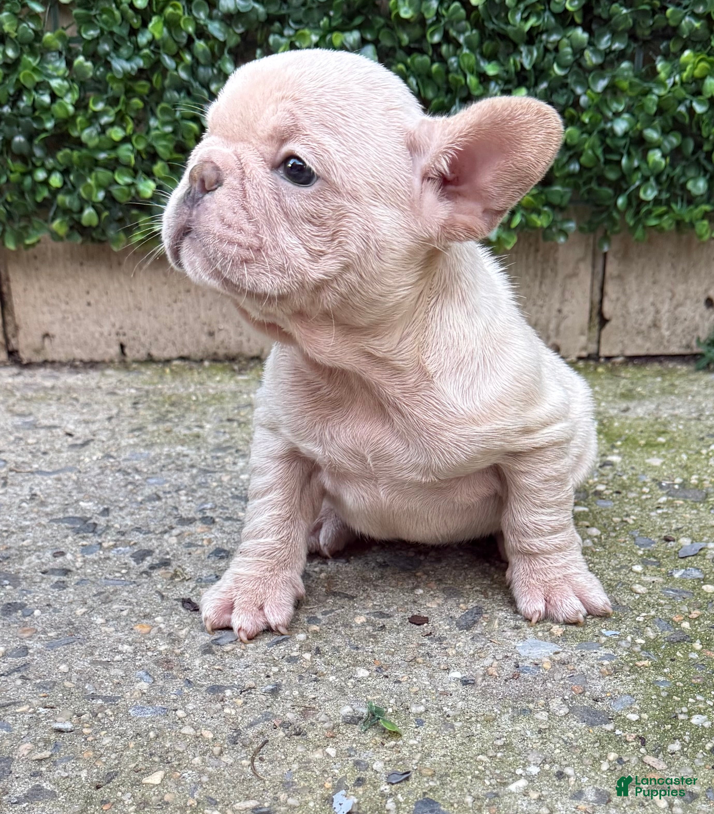 French Bulldog dogs Baye - Ad 1