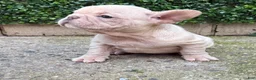 French Bulldog dogs for sale: Baye - Ad 1