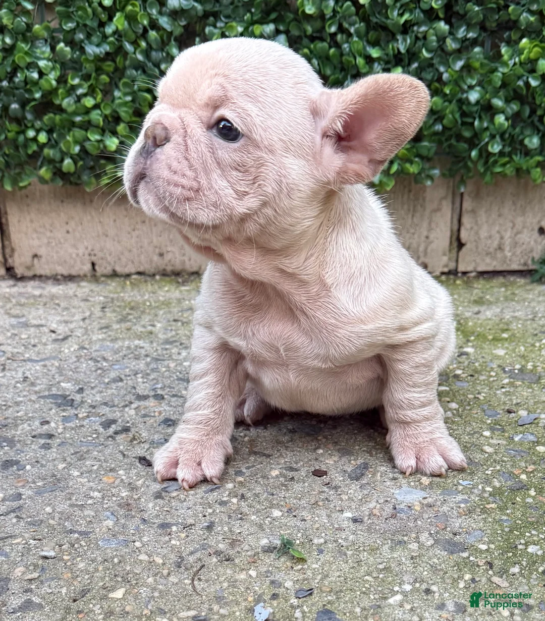French Bulldog dogs for sale: Baye - Ad 1