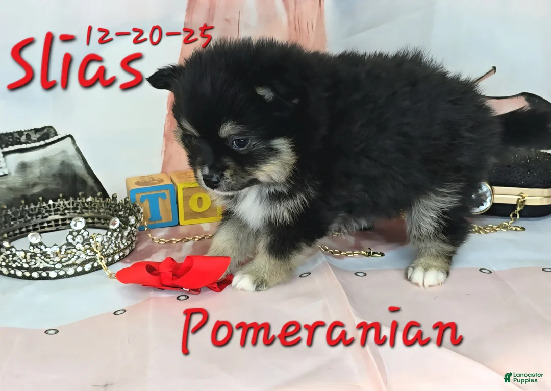 Pomeranian dogs for sale: Silas Pomeranian Puppy 4 - Ad 3