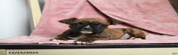 Boxer dogs for sale: Lucky - Ad 3