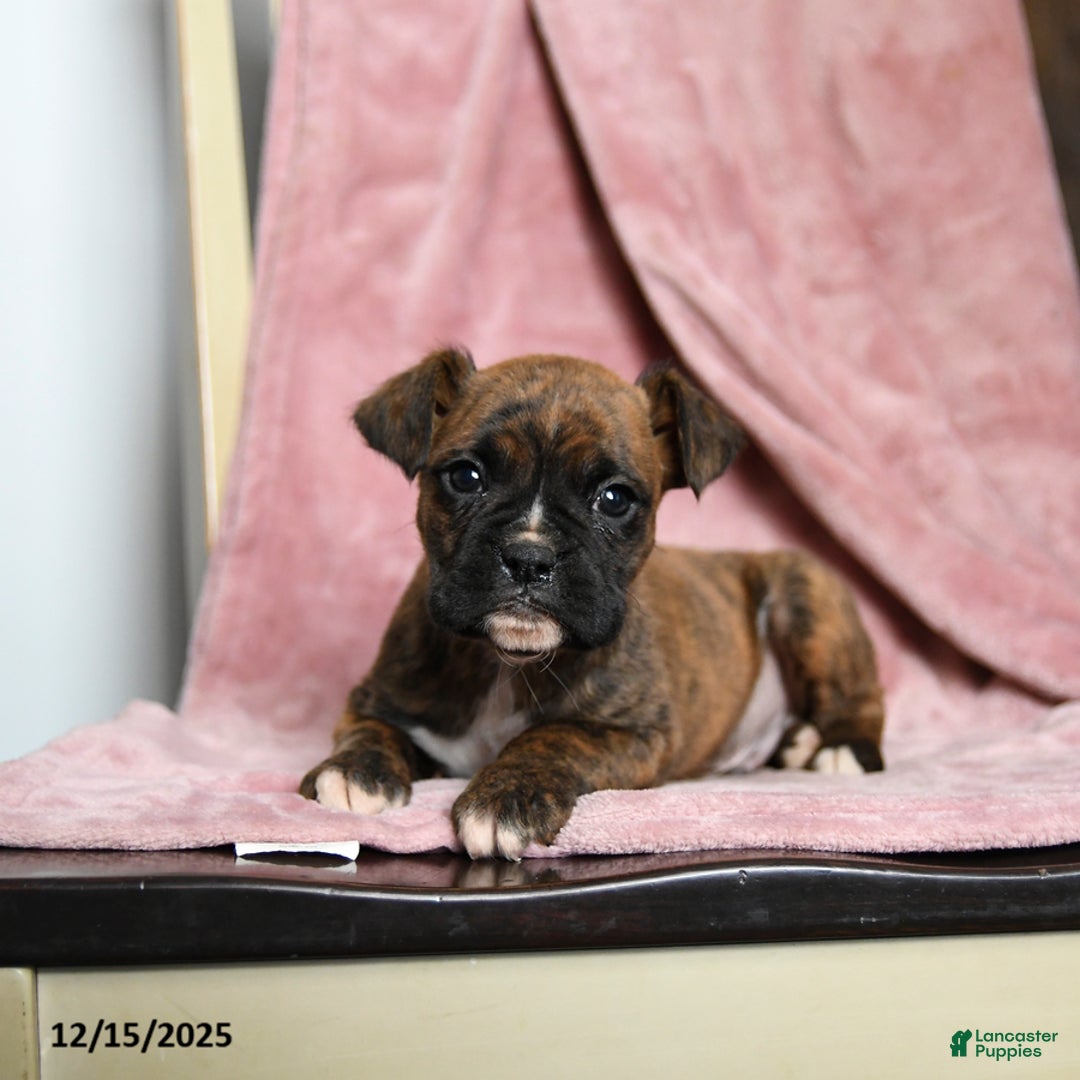 Boxer dogs for sale: Lucky - Ad 3