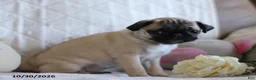Pug dogs for sale: Polly - Ad 1