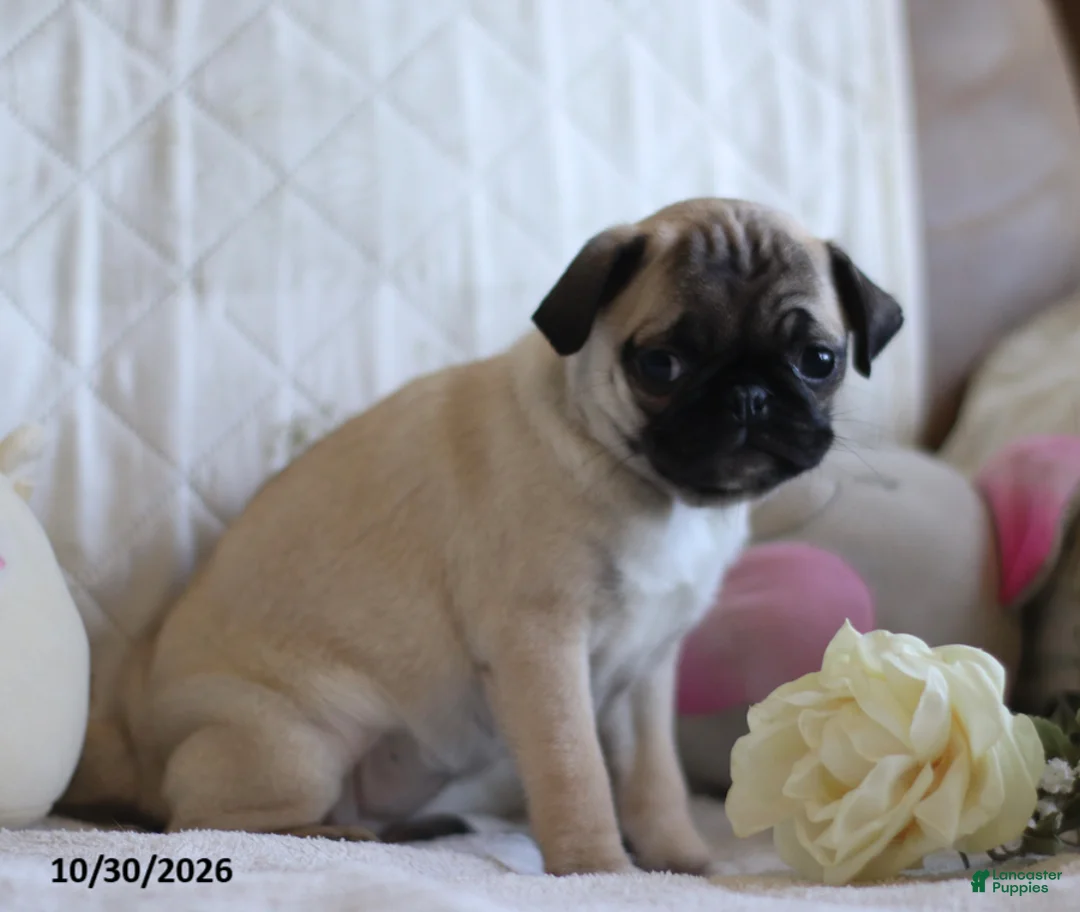 Pug dogs for sale: Polly - Ad 1